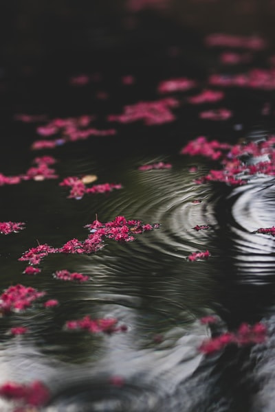 白天在水上开粉红色的花